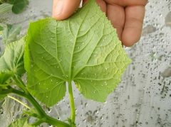 开对“药方”下准药 应对虫害高发期