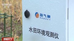景象形象预告加上数字化监测 小麦“颗粒